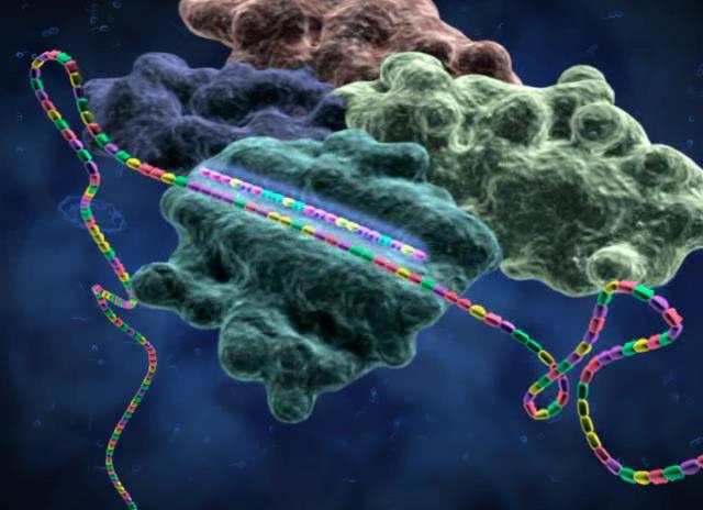 microRNA diabete